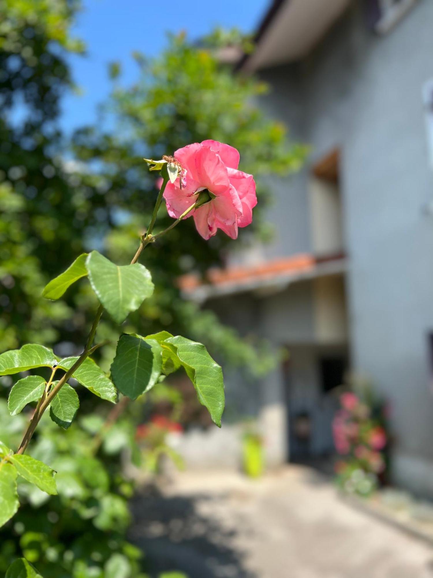 Appartement La Branche du Cerisier à Annecy Extérieur photo